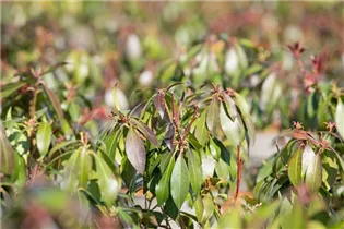 Pieris japonica 'Katsura' - Schattenglöckchen 'Katsura'