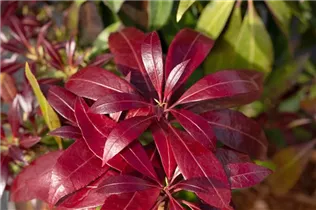 Pieris japonica 'Katsura' - Schattenglöckchen 'Katsura'