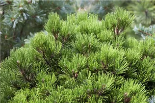 Pinus heldreichii 'Schmidtii' - Schlangenhaut-Kiefer 'Schmidtii'