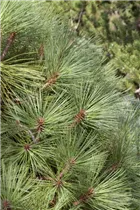 Pinus jeffreyi 'Joppi' - Jeffreys Kiefer 'Joppi'