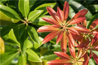 Pieris japonica 'Little Heath Green' - Schattenglöckchen 'Little Heath Green'