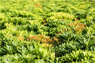 Pieris japonica 'Little Heath Green' - Schattenglöckchen 'Little Heath Green'