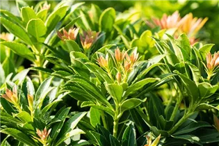 Pieris japonica 'Little Heath Green' - Schattenglöckchen 'Little Heath Green'