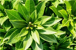 Pieris japonica 'Little Heath Green' - Schattenglöckchen 'Little Heath Green'