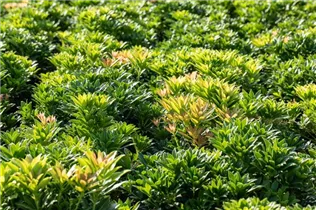 Pieris japonica 'Little Heath Green' - Schattenglöckchen 'Little Heath Green'