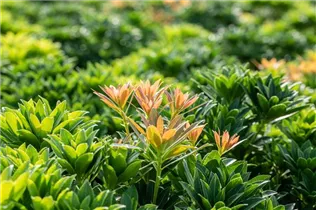 Pieris japonica 'Little Heath Green' - Schattenglöckchen 'Little Heath Green'