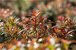 Pieris japonica 'Little Heath Green' - Schattenglöckchen 'Little Heath Green'