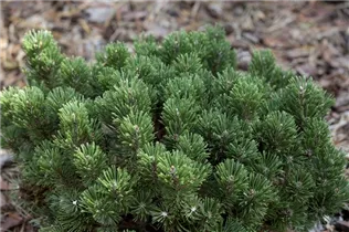 Pinus longaeva 'Sherwood Compact' - Zwerg- Grannenkiefer 'Sherwood Compact' Pinus longaeva 'Sherwood Compact' - Zwerg- Grannenkiefer 'Sherwood Compact'