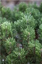 Pinus longaeva 'Sherwood Compact' - Zwerg- Grannenkiefer 'Sherwood Compact' Pinus longaeva 'Sherwood Compact' - Zwerg- Grannenkiefer 'Sherwood Compact'