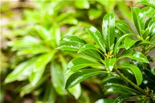 Pieris japonica 'Passion'® - Schattenglöckchen 'Passion'®