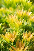 Pieris japonica 'Prelude' - Schattenglöckchen 'Prelude'