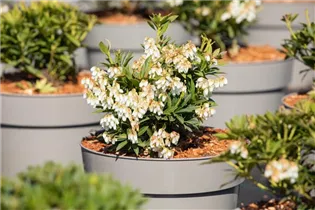 Pieris japonica 'Prelude' - Schattenglöckchen 'Prelude'