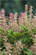 Pieris japonica 'Ralto Rose' - Schattenglöckchen 'Ralto Rose'