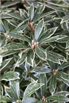 Pieris japonica 'Sinfonia' - Schattenglöckchen 'Sinfonia'