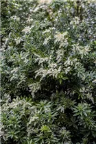 Pieris japonica 'Sinfonia' - Schattenglöckchen 'Sinfonia'