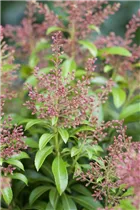 Pieris japonica 'Valley Valentine' - Schattenglöckchen 'Valley Valentine'