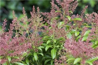 Pieris japonica 'Valley Valentine' - Schattenglöckchen 'Valley Valentine'