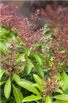 Pieris japonica 'Valley Valentine' - Schattenglöckchen 'Valley Valentine'