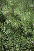 Pinus mugo 'Benjamin' - Berg-Kiefer 'Benjamin' Pinus mugo 'Benjamin' - Berg-Kiefer 'Benjamin'