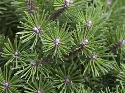 Pinus mugo 'Benjamin' - Berg-Kiefer 'Benjamin' Pinus mugo 'Benjamin' - Berg-Kiefer 'Benjamin'