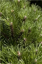 Pinus mugo 'Benjamin' - Berg-Kiefer 'Benjamin' Pinus mugo 'Benjamin' - Berg-Kiefer 'Benjamin'