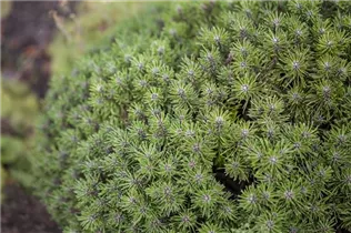 Pinus mugo 'Benjamin' - Berg-Kiefer 'Benjamin' Pinus mugo 'Benjamin' - Berg-Kiefer 'Benjamin'