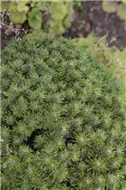 Pinus mugo 'Benjamin' - Berg-Kiefer 'Benjamin' Pinus mugo 'Benjamin' - Berg-Kiefer 'Benjamin'