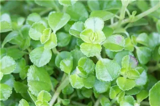 Pilea depressa - Kriechende Kanonierblume Pilea depressa - Kriechende Kanonierblume