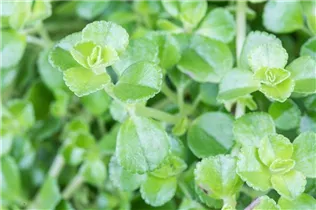 Pilea depressa - Kriechende Kanonierblume Pilea depressa - Kriechende Kanonierblume