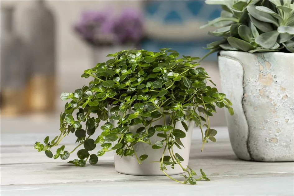 monstera kosten Monstera Deliciosa Mint – Foliage Dreams main image 1