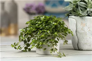 Pilea depressa - Kriechende Kanonierblume Pilea depressa - Kriechende Kanonierblume