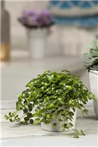 Pilea depressa - Kriechende Kanonierblume Pilea depressa - Kriechende Kanonierblume