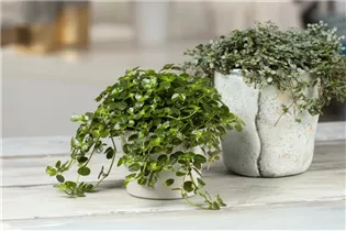 Pilea depressa - Kriechende Kanonierblume Pilea depressa - Kriechende Kanonierblume