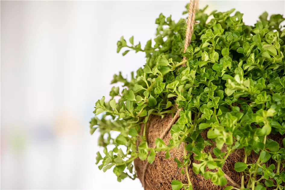 Kriechende Kanonierblume, Pilea depressa