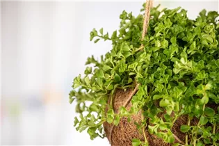 Pilea depressa - Kriechende Kanonierblume Pilea depressa - Kriechende Kanonierblume