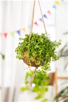 Pilea depressa - Kriechende Kanonierblume Pilea depressa - Kriechende Kanonierblume