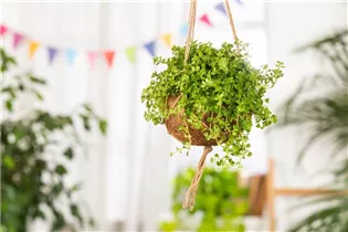 Pilea depressa - Kriechende Kanonierblume Pilea depressa - Kriechende Kanonierblume