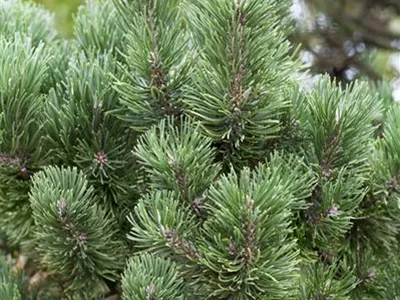 Pinus mugo 'Columnaris' - Berg-Kiefer 'Columnaris' Pinus mugo 'Columnaris' - Berg-Kiefer 'Columnaris'