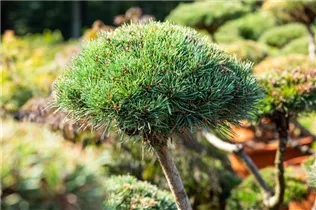 Pinus mugo 'Gnom' - Strauch-Kiefer 'Gnom'
