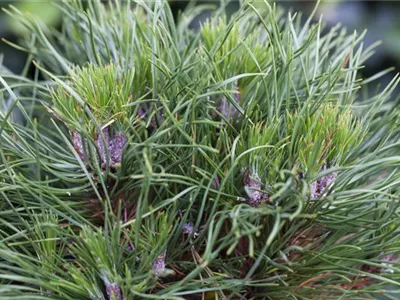 Pinus mugo 'Hesse' - Berg-Kiefer 'Hesse' Pinus mugo 'Hesse' - Berg-Kiefer 'Hesse'