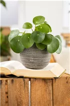 Pilea peperomioides - Glückstaler Pilea peperomioides - Glückstaler