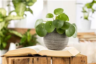 Pilea peperomioides - Glückstaler Pilea peperomioides - Glückstaler