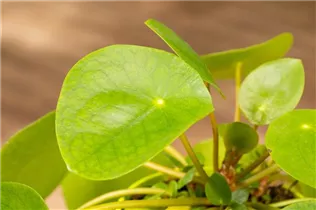 Pilea peperomioides - Glückstaler Pilea peperomioides - Glückstaler
