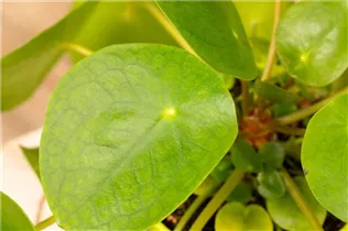 Pilea peperomioides - Glückstaler Pilea peperomioides - Glückstaler