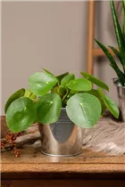 Pilea peperomioides - Glückstaler Pilea peperomioides - Glückstaler