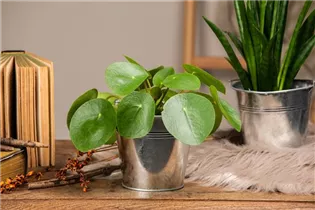 Pilea peperomioides - Glückstaler Pilea peperomioides - Glückstaler