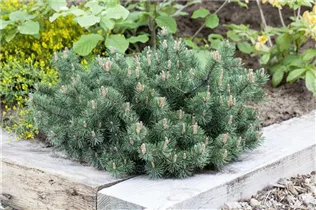Pinus mugo 'Humpy' - Berg-Kiefer 'Humpy' Pinus mugo 'Humpy' - Berg-Kiefer 'Humpy'