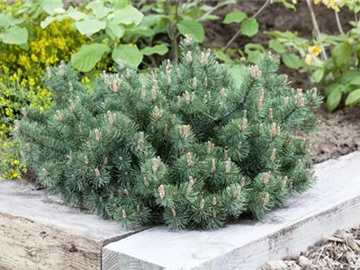 Pinus mugo 'Humpy' - Berg-Kiefer 'Humpy' Pinus mugo 'Humpy' - Berg-Kiefer 'Humpy'