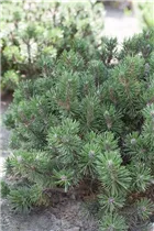 Pinus mugo 'Humpy' - Berg-Kiefer 'Humpy' Pinus mugo 'Humpy' - Berg-Kiefer 'Humpy'