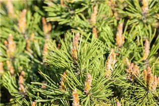 Pinus mugo 'Humpy' - Berg-Kiefer 'Humpy' Pinus mugo 'Humpy' - Berg-Kiefer 'Humpy'